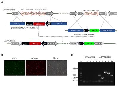 Protection Evaluation of a Five-Gene-Deleted African Swine Fever Virus Vaccine Candidate Against Homologous Challenge